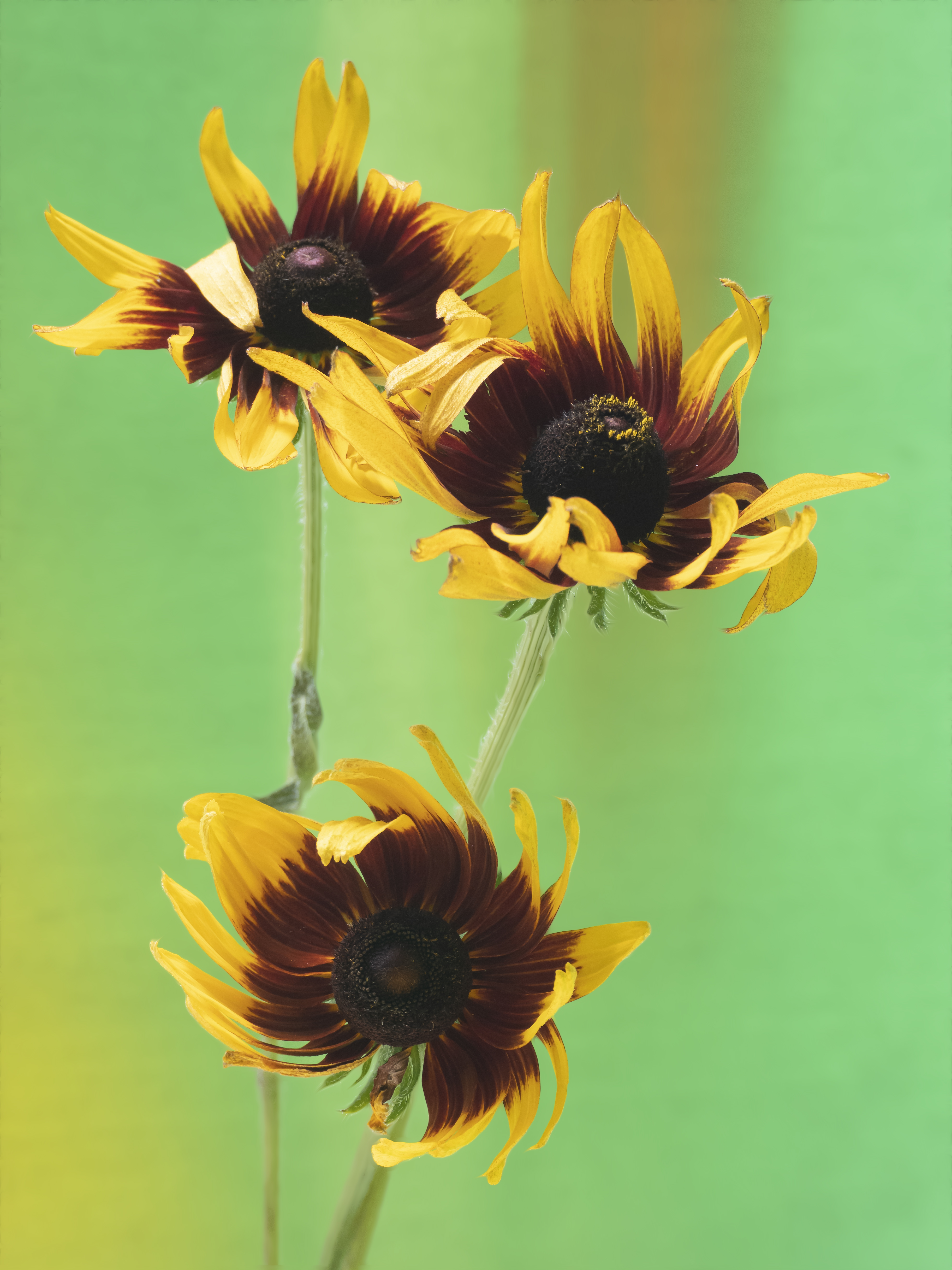 Black-eyed Susans