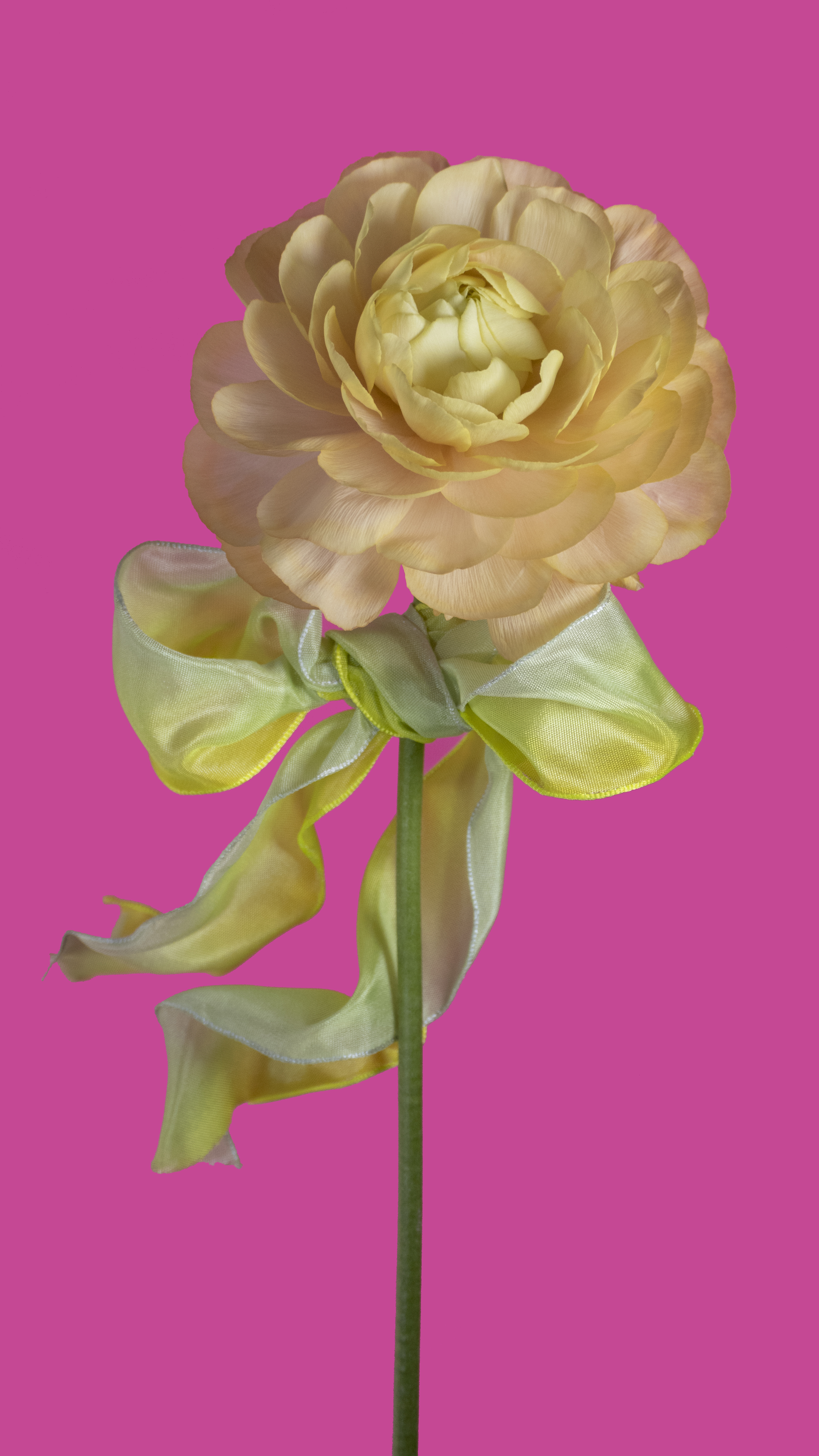 Madame de Pompadour #2