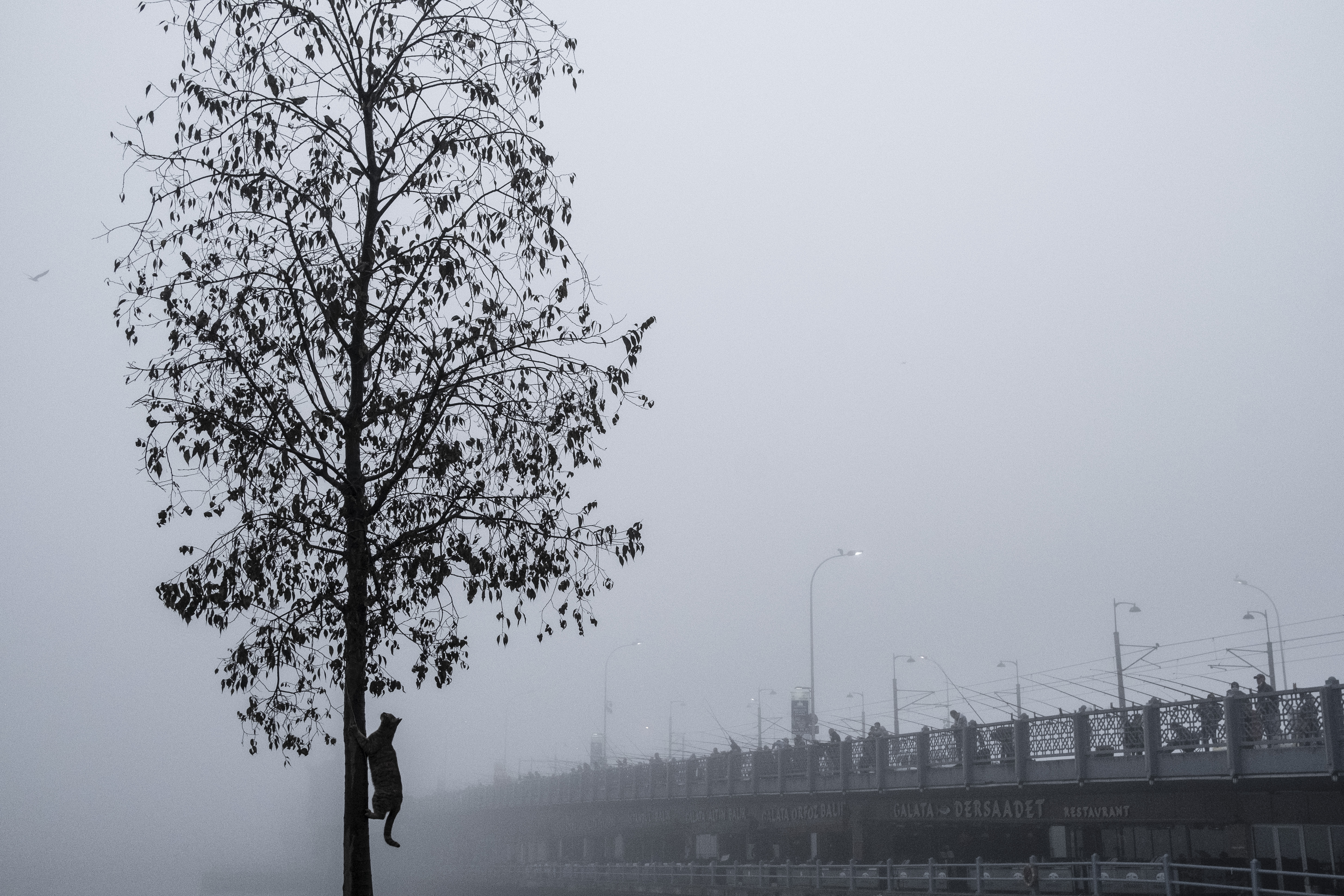 The Cat in the Fog
