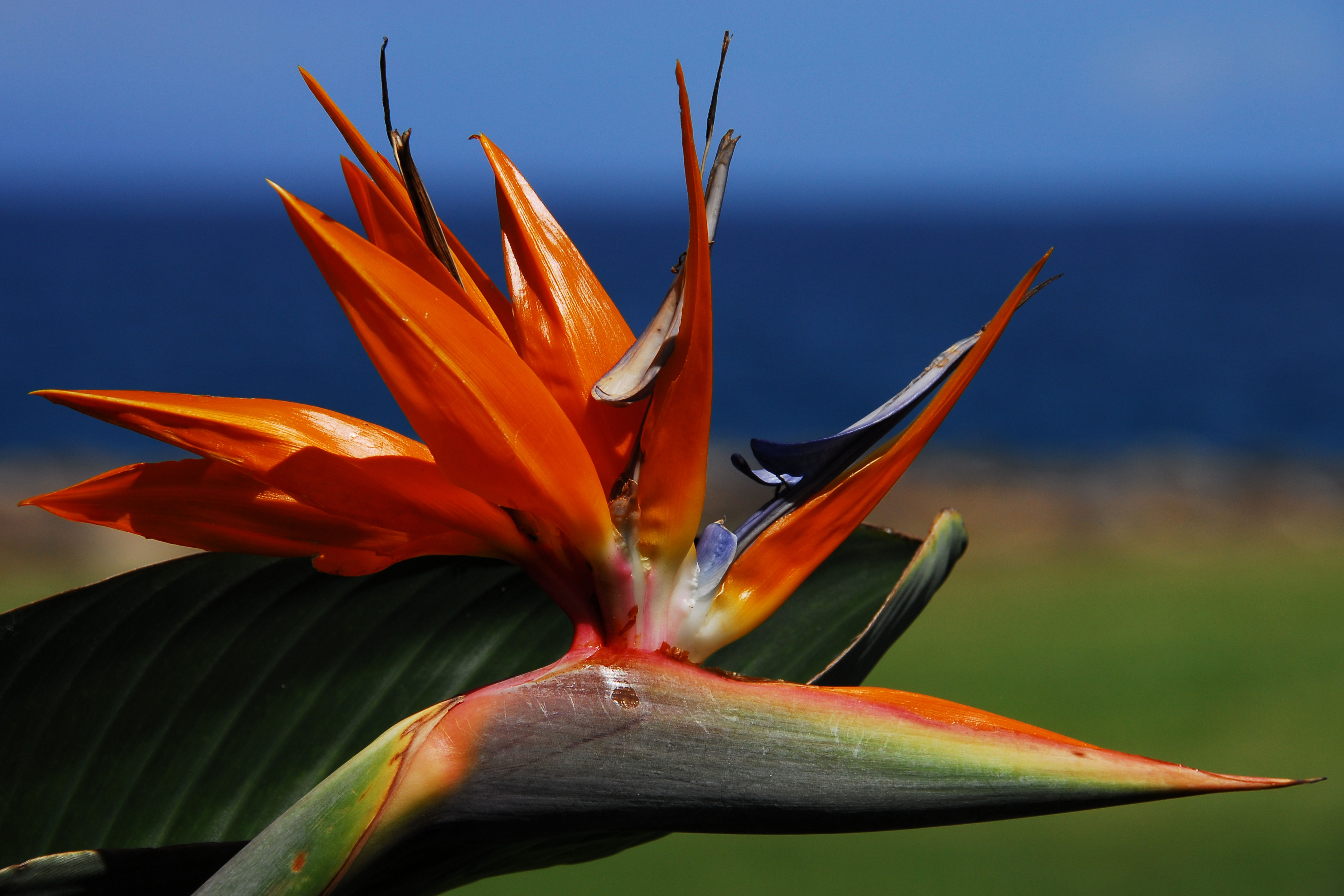 Bird of Paradise