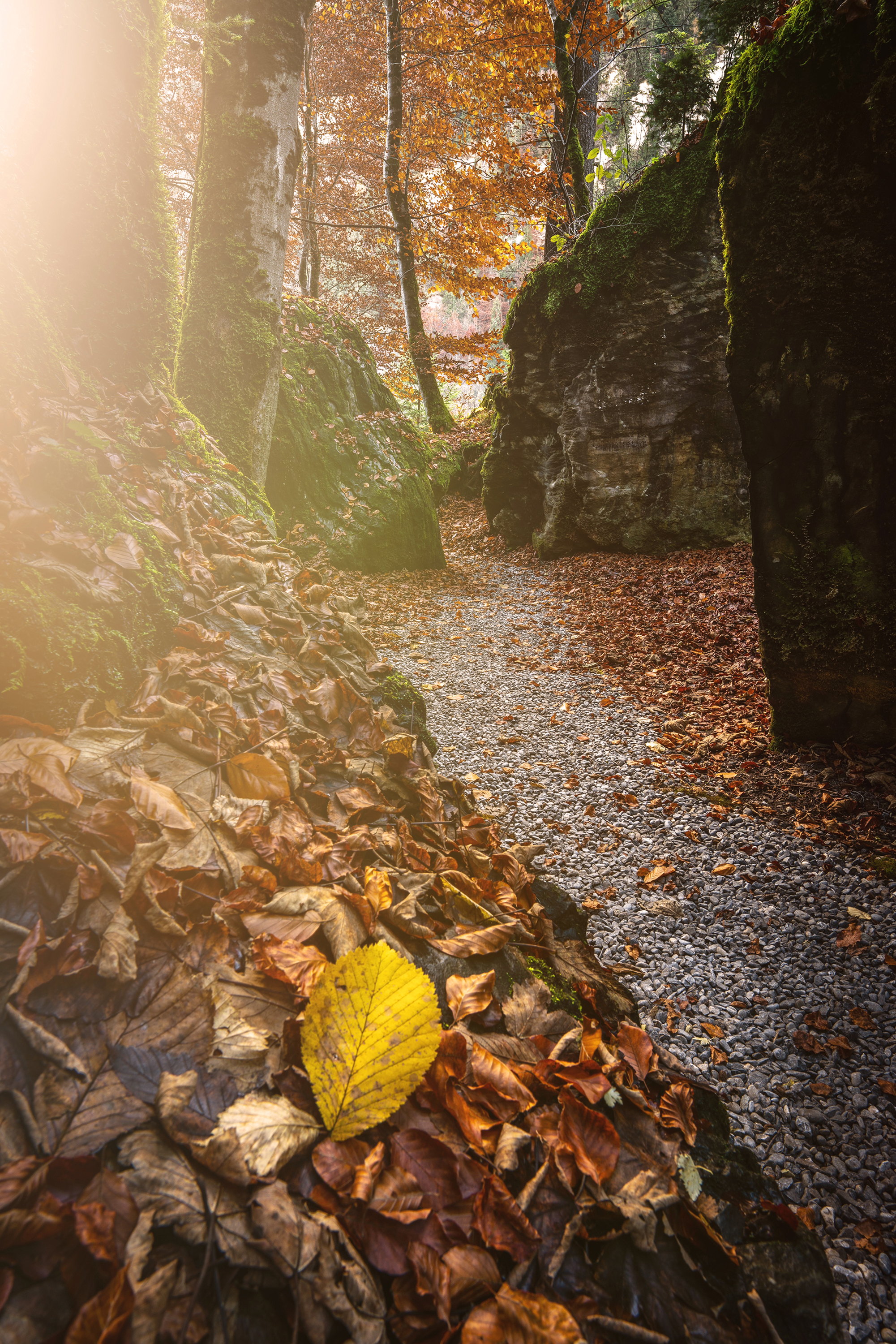 Alpine Lights - Misfit #13