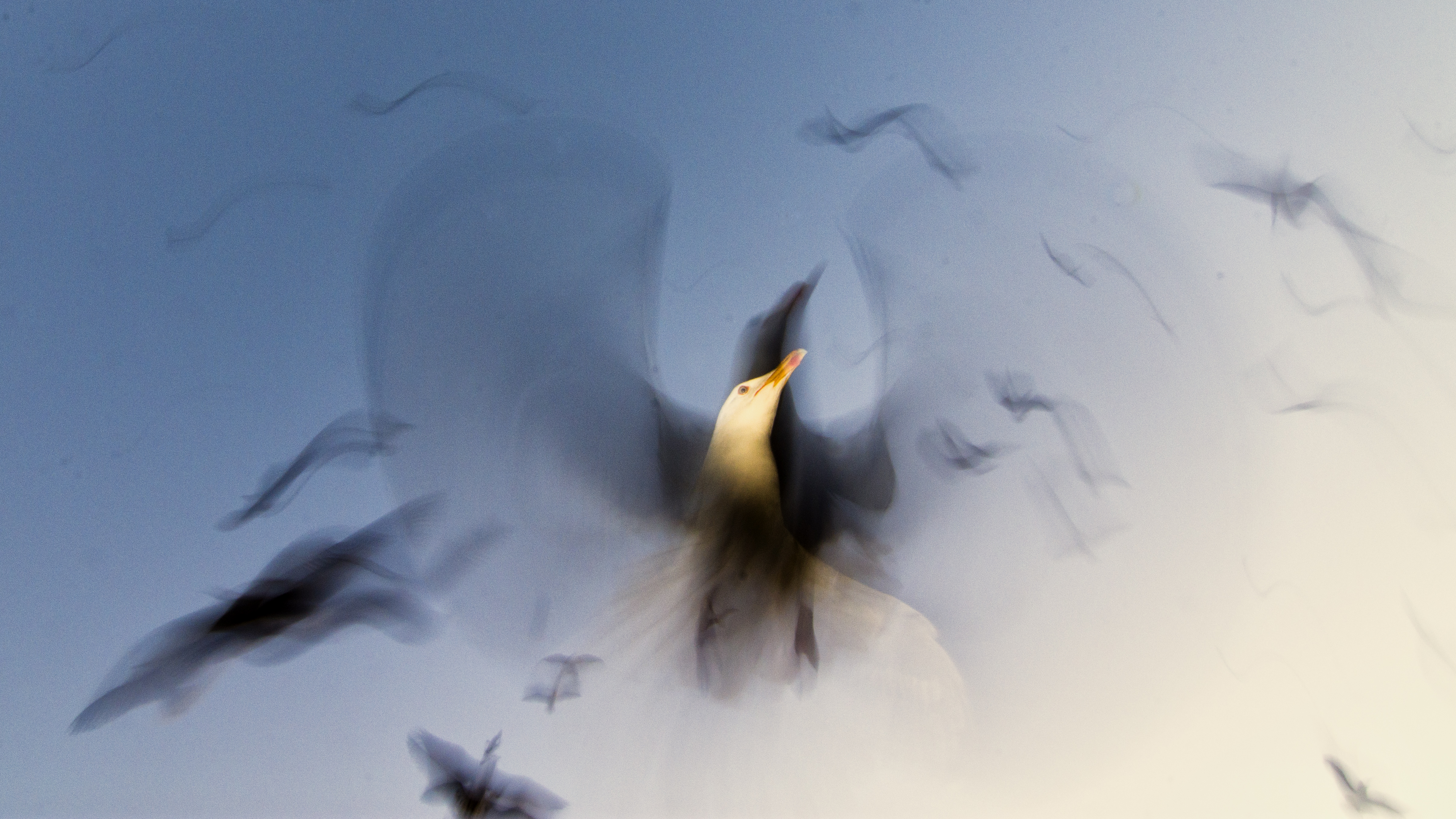 Free As A Seagull