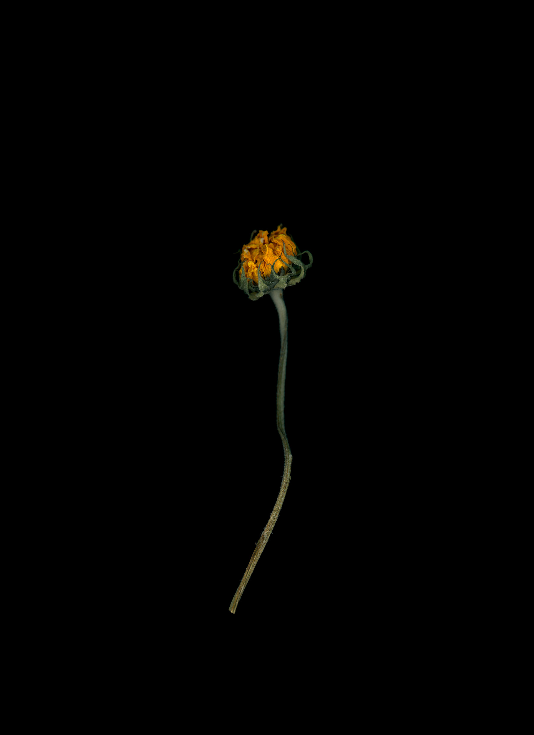 Sunflower No. 2